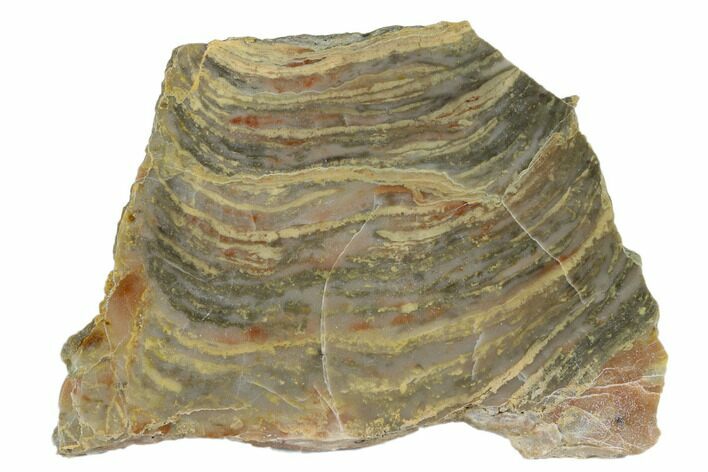 Polished Stromatolite From Russia - Million Years #180022